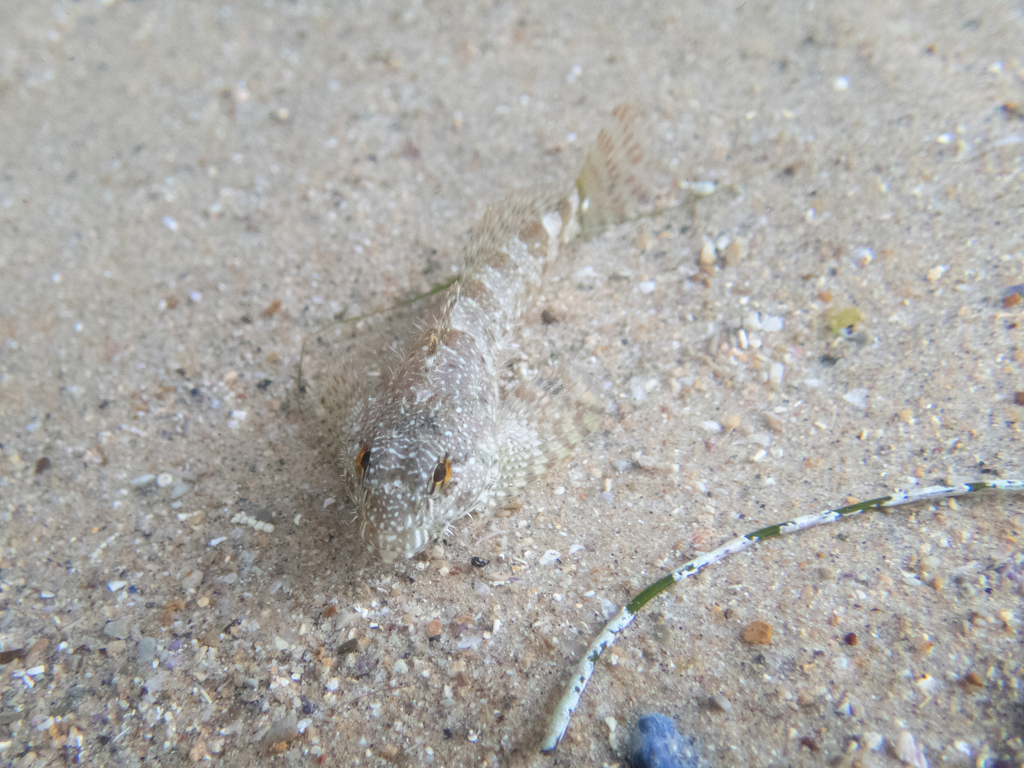 woolly sculpin