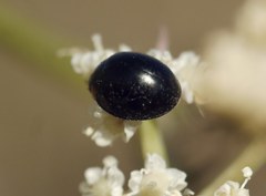 Parexochomus nigromaculatus