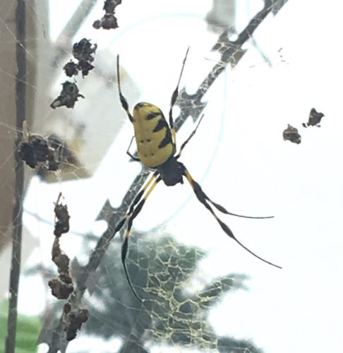 Trichonephila turneri