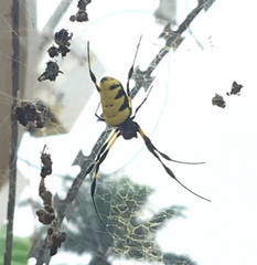 Trichonephila turneri