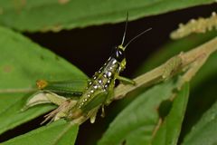 Chloropseustes brunneus