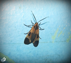 Dycladia emerita