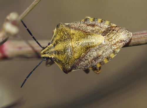 Rausvasparnė skydblakė nuotrauka