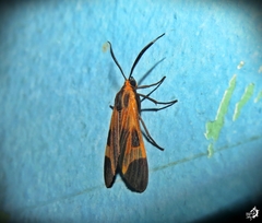 Dycladia emerita