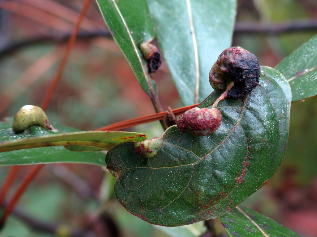 Red Bay Psyllid