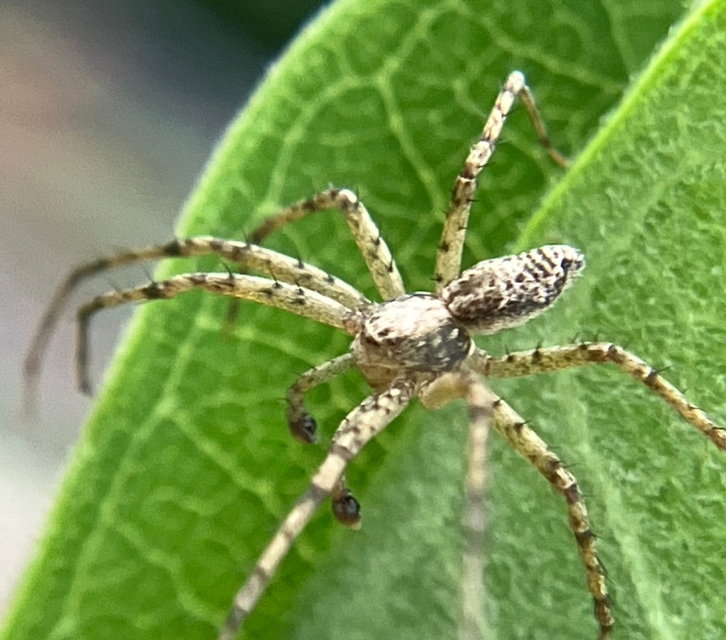 Illustrious Agile Crab Spider