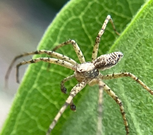 Illustrious Agile Crab Spider