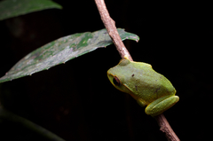 Pseudophilautus stuarti