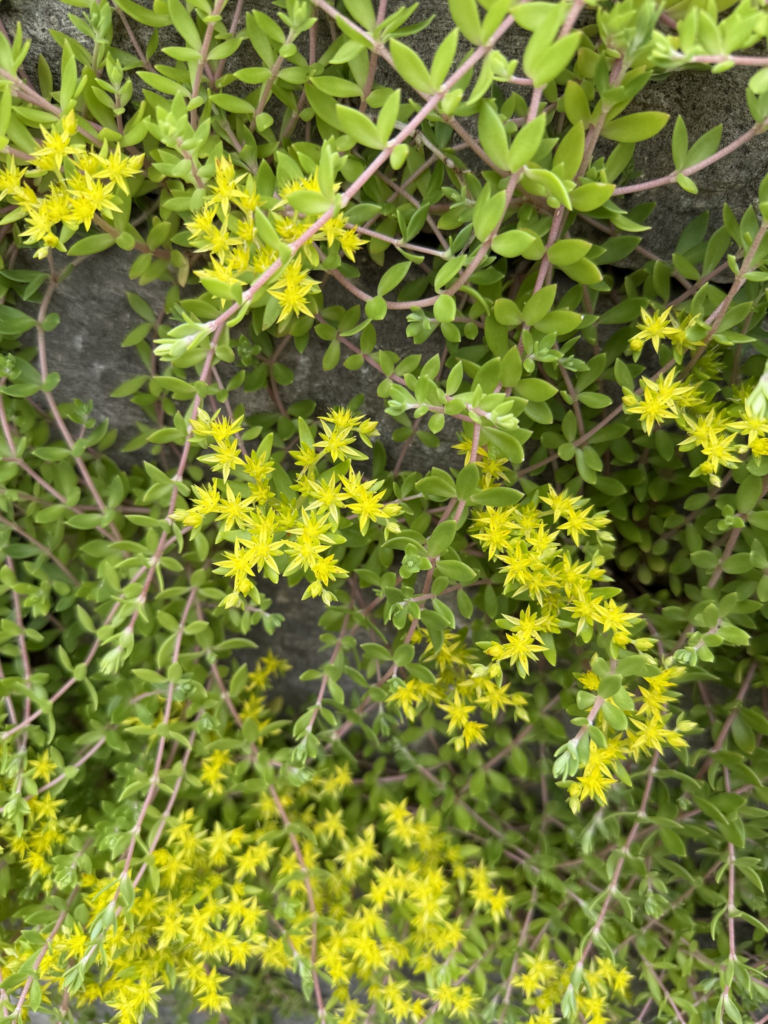 Sedum sarmentosum