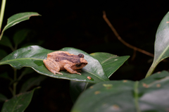 Pseudophilautus steineri
