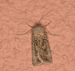 Agrotis orthogonia