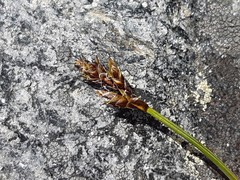 Carex lachenalii