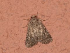 Protorthodes incincta