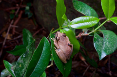 Pseudophilautus steineri