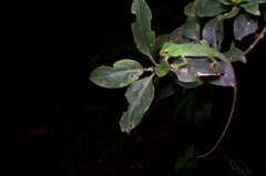 Calotes pethiyagodai