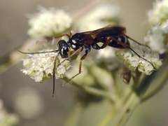 Cryptocheilus fabricii