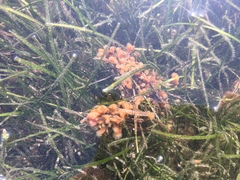 Aplidium punctum