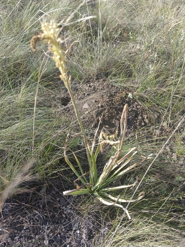Eremurus altaicus, photograph 4