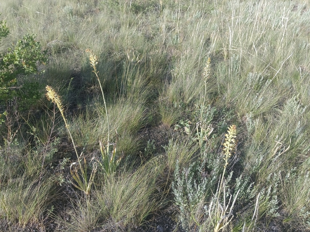 Eremurus altaicus; photograph (c) Елена А. Кизилова, some rights reserved (CC BY)