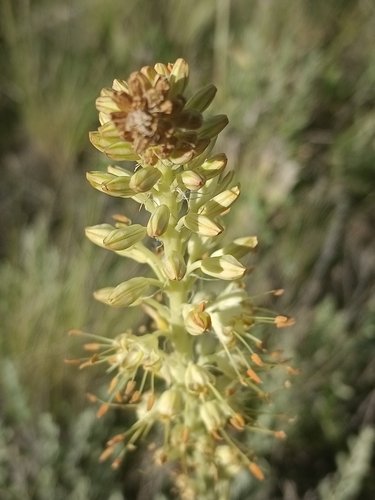 Eremurus altaicus, photograph 5