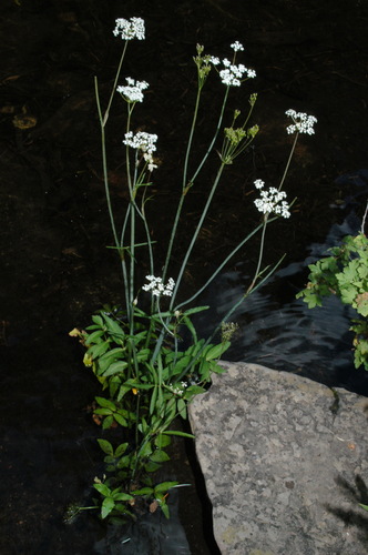 Fendler's cowbane (Oxypolis fendleri)