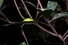 Pseudophilautus stuarti