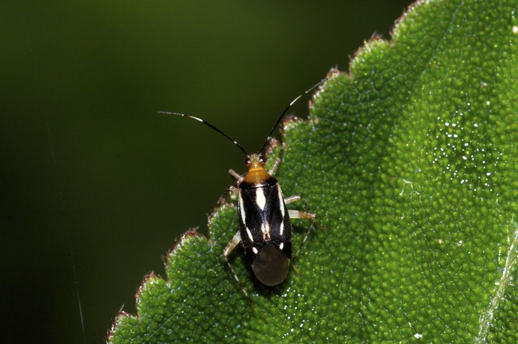 Horciasinus amazonicus