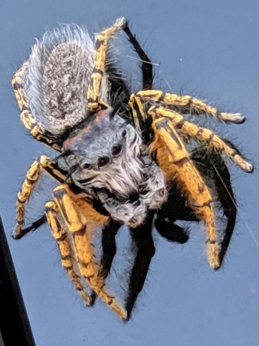 High Eye-lashed Jumping Spider photo 4