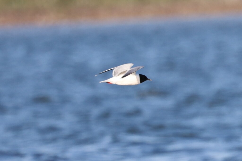 Little Gull