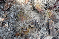 Austrocactus coxii