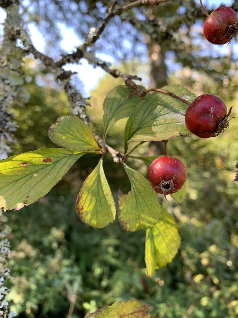 dotted hawthorn from Pisgah National Forest, Burnsville, NC, US on ...