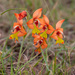 Gladiolus alatus - Photo (c) Carina Lochner,  זכויות יוצרים חלקיות (CC BY-NC), uploaded by Carina Lochner