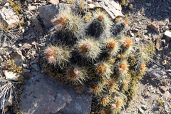 Austrocactus coxii