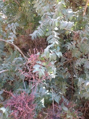 Pistacia terebinthus palaestina