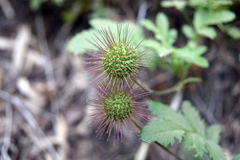 Acaena ovalifolia