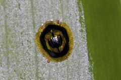 Microctenochira annulata