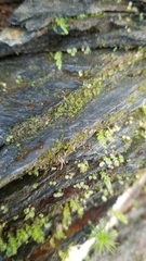 Marsupella emarginata