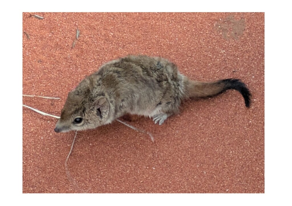 Brush-Tailed Mulgara