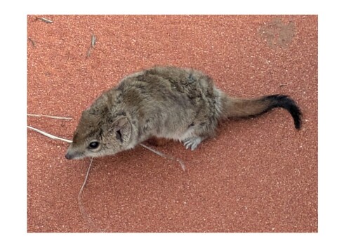 Spinifex Mulgara (Dasycercus blythi) — Least Concern Mammalia