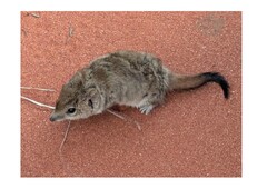 Brush-Tailed Mulgara photo 1