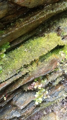 Cephalozia bicuspidata