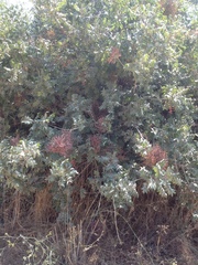 Pistacia terebinthus palaestina