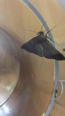 Pechipogo plumigeralis