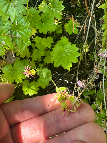 Oregon Bolandra (Bolandra oregana)