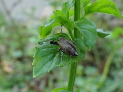 Phylloscelis pallescens