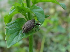 Phylloscelis pallescens