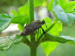 Phylloscelis pallescens