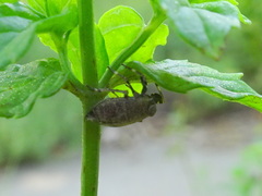 Phylloscelis pallescens