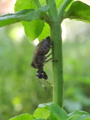 Phylloscelis pallescens