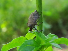 Phylloscelis pallescens